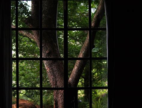 View Of Tree Outside A Window Free Stock Photo Public Domain Pictures