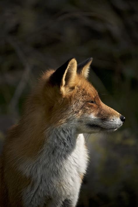 Vulpes Vulpesrenard Rouxred Fox Dsc7568 Taken In Wild Flickr