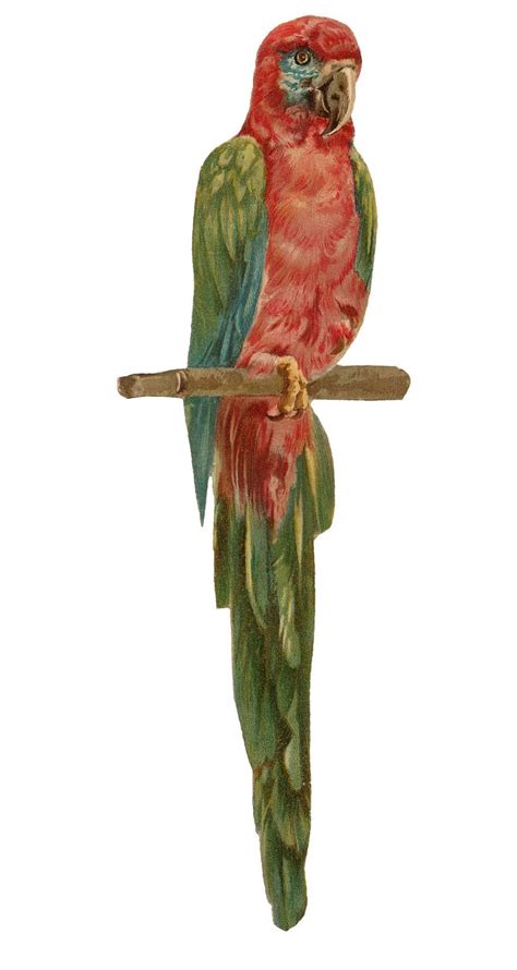 Antique Images Free Bird Graphic Vintage Macaw Parrot Clip Art