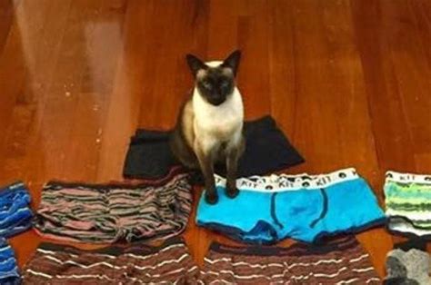 Look At The Size Of This Cats Stolen Underwear Haul Cats Tonkinese