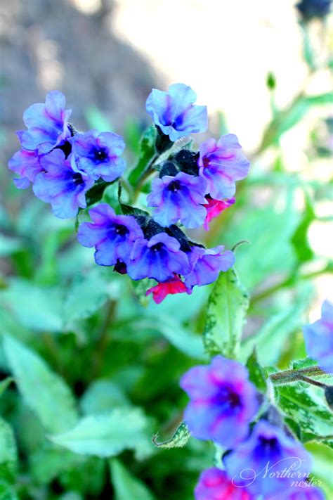 15 Colorful Perennials For Shade Northern Nester