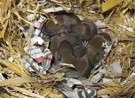 So what allows a mouse to determine whether it can burrow into a particular space without getting stuck? A Look at Where Mice Build their Nests - Mice Mob ...