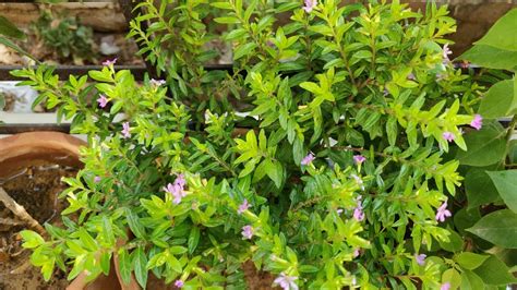 How To Grow And Care Cuphea Hyssopifolia Mexican Heather Plant In Pots
