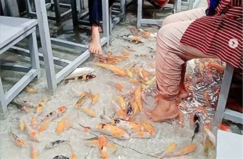 Gambar tentang Rasakan Sensasi Makan Bareng Ikan Koi di Rumah Makan Ini