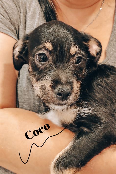 This probiotic improves digestive and immune health to keep your canine happy and healthy. Coco is available for adoption along with her twin Angel ...