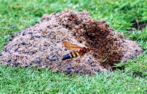 How To Get Rid Of Cicada Killer Wasps Nest Naturally