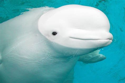 Beluga Whale Beautiful Creatures Animals Beautiful Beautiful Smile