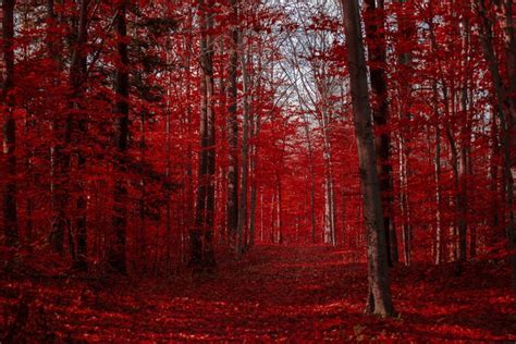 Les Feuilles Dautomne Rouge Feuilles Automne Forêt Rouge Sang Etsy
