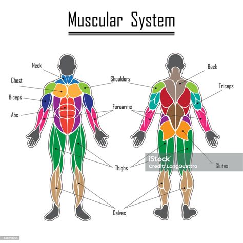 Human Muscular System Stock Illustration Download Image Now Istock