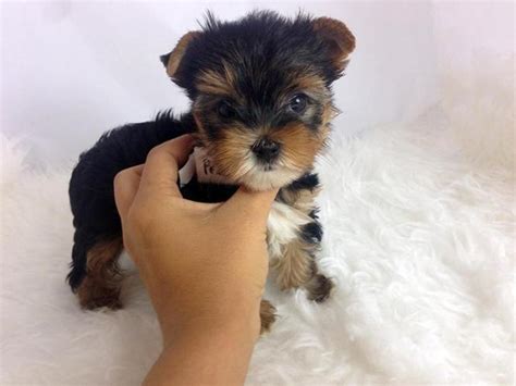 Yorkshire terriers are an easy dog breed to train. Male and female teacup yorkies for adoption for Sale in ...