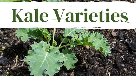 3 Types Of Kale To Grow In Your Backyard Garden Our Stoney Acres