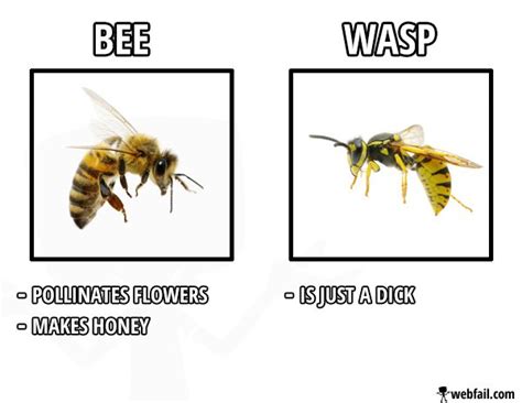 One minute they're super sweet, and the next they're acting like a. Bee vs Wasp - Fun Picture | Webfail - Fail Pictures and ...