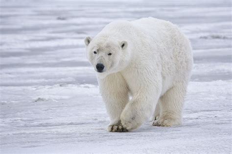 Report Polar Bear Numbers Decline By 40 Percent In Canada And Alaska