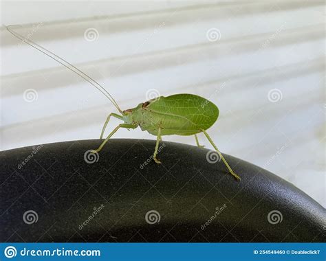 Katydid Green Leaf Bug Microcentrum Rhombifolium Stock Photo Image