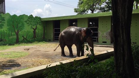 65 Inspirasi Surabaya Zoo Bunga Hias
