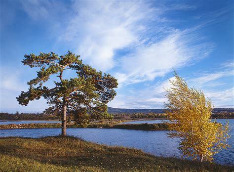 Fondos de Pantalla Rusia Ríos Cielo Siberia árboles Naturaleza descargar imagenes