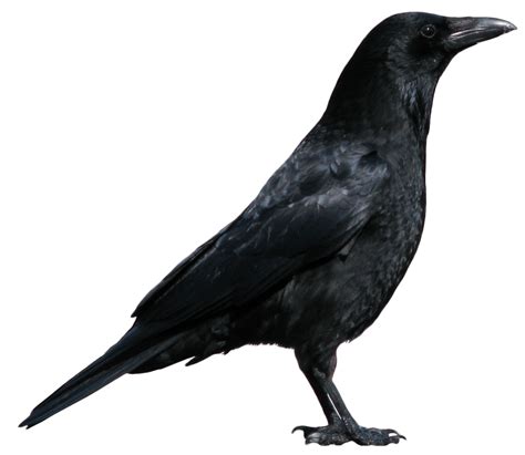 7-crow-png-image PNG Image - PurePNG | Free transparent CC0 PNG Image