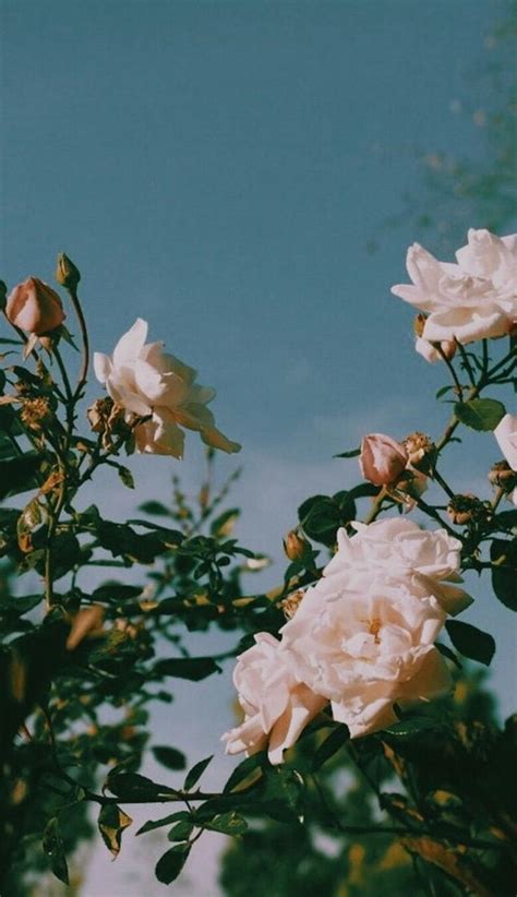 If you're after pink wallpaper aesthetic and pink aesthetic inspired by cute iphone wallpapers #pinkwallpaper #pinkwallpaperiphone #pinkaesthetic #pinkwallpaperbackgrounds #pink #cute #iphonewallpaper. Aesthetic Pink Roses Wallpapers - Wallpaper Cave