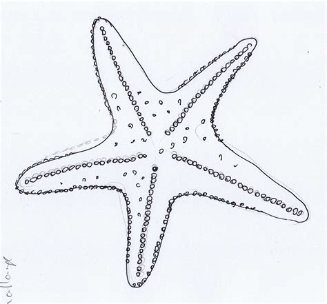 Free Starfish Drawing Cliparts Download Free Starfish Drawing Cliparts
