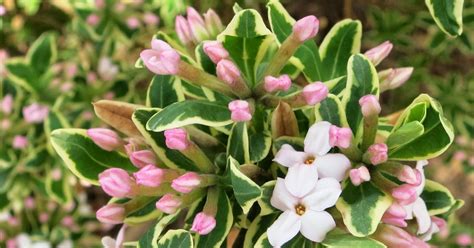 A Wandering Botanist Plant Story Daphne Attractive And Fragrant
