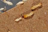 Termite Nymph Size Images
