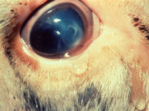 And though catching the pinkeye in its earliest stages and using tetracycline on the whole anything which changes the ph of the eye will prevent secondary infection, which is what your goal in treating the symptoms truly are. Pinkeye in Cattle | Moraxella bovis | Stop Cattle Pinkeye