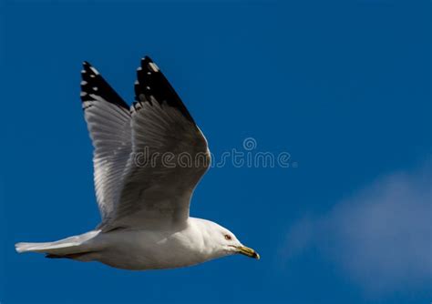 Sea Gull In Flight With A Bright Blue Sky Background Stock Photo