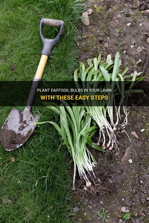 Plant Daffodil Bulbs In Your Lawn With These Easy Steps Shuncy