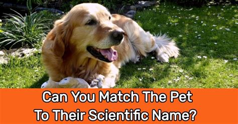 What is the scientific name of dog? Can You Match The Pet To Their Scientific Name? | QuizPug