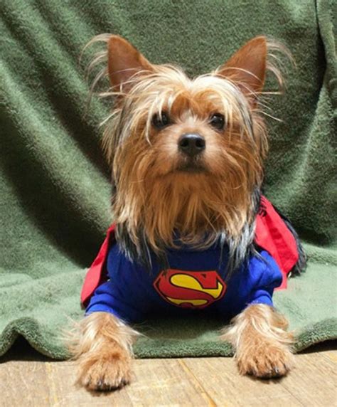 16 Cute And Adorable Dogs Dressed Up As Superheroes