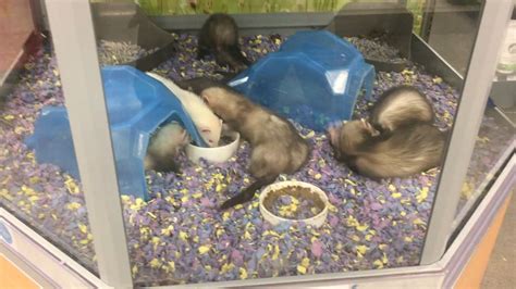 5 Reasons Why You Shouldnt Buy Pet Store Ferrets Pazu And Friends