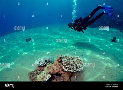 Scuba Diver Pointing To Coral Red Sea Stock Photo Alamy