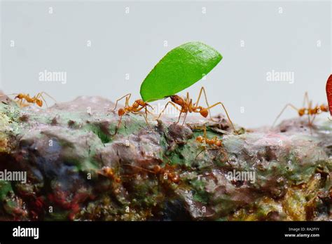 Leaf Cutter Ant Fungus