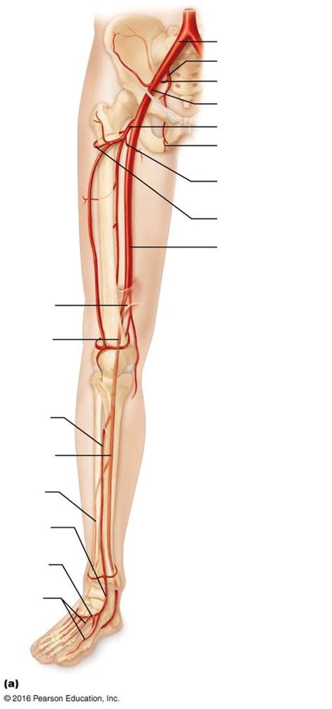 Anterior View Of Arteries Of Right Pelvis And Lower Limb Diagram Quizlet