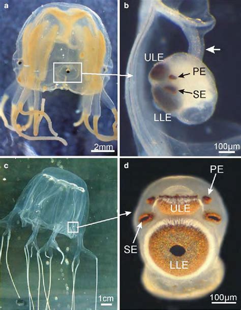 Pdf The Lens Eyes Of The Box Jellyfish Tripedalia Cystophora And
