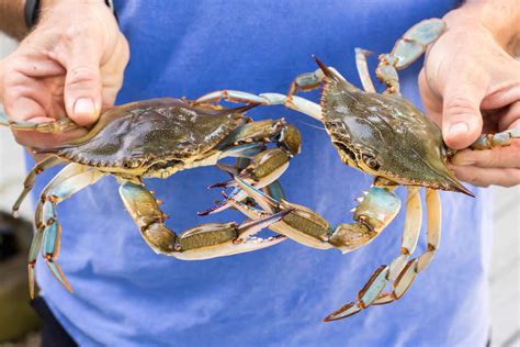 Steamed Maryland Blue Crabs Coley Cooks