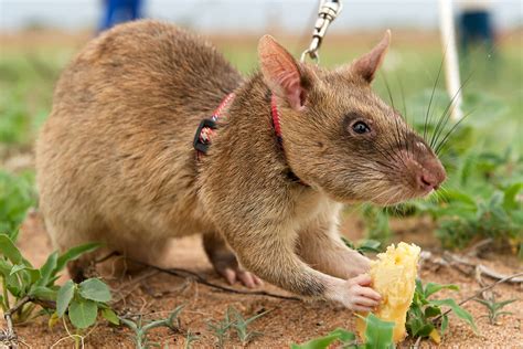 African Giant Pouched Rats As Pets Pets Retro