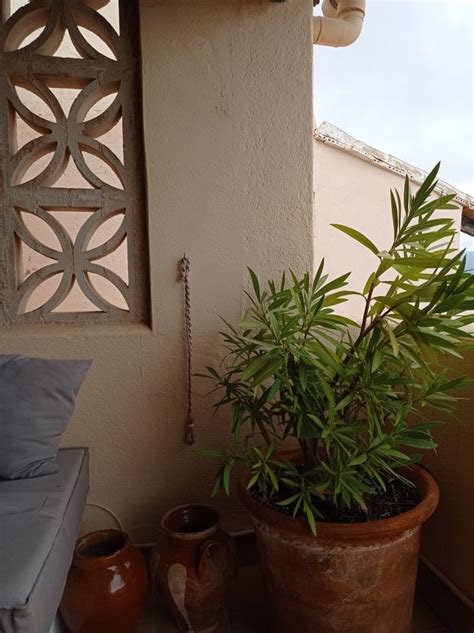 Pin By Nicoleta Cabac On Palma De Mallorca Planters Plants Planter Pots