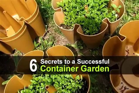 6 Secrets To A Successful Container Garden