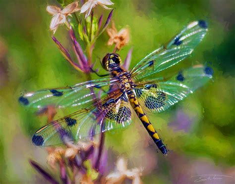 Dragonfly On Flower By Erictonarts On Deviantart