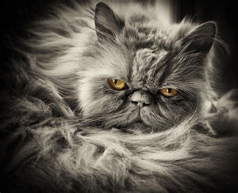 Scary Cat Photograph By Carl Cox