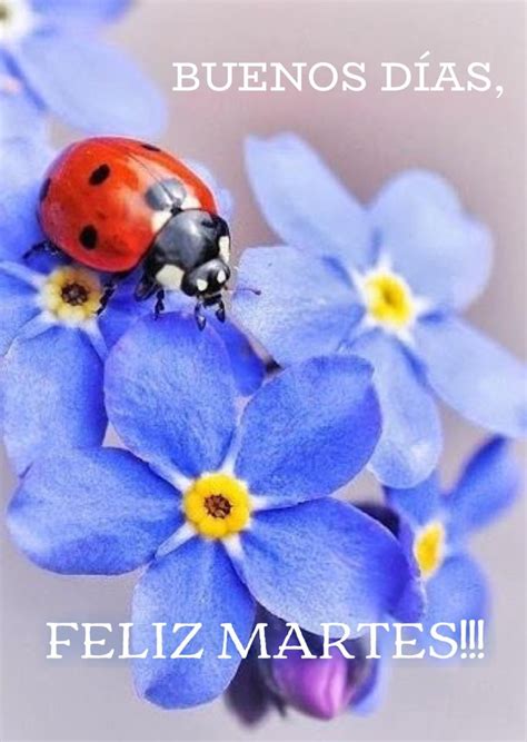 That's not thoughtful and not going to impress. Feliz Martes / Feliz Día / Martes / Tuesday / Happy ...