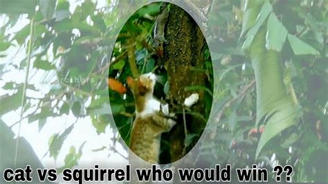 Cat Vs Squirrel Who Would Win Cat Chasing A Squirrel Squirrel