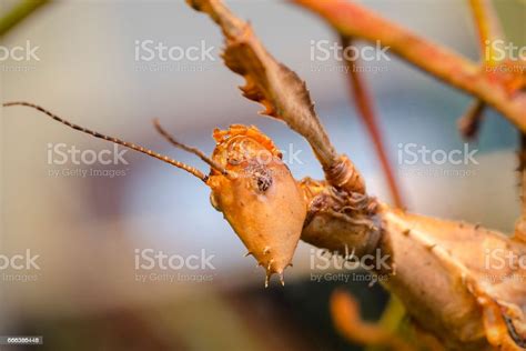 Giant Prickly Stick Insect Extatosoma Tiaratum Stock Photo Download