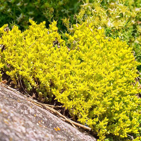 Sedum Seeds Yellow Ground Cover Flowers