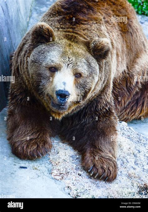 Grizzly Bear Portrait Stock Photo Alamy