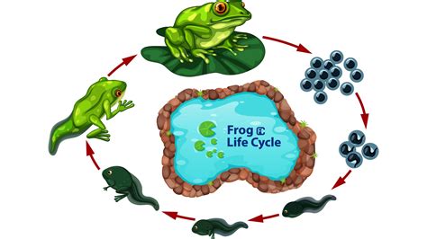 Frog Metamorphosis Life Cycle