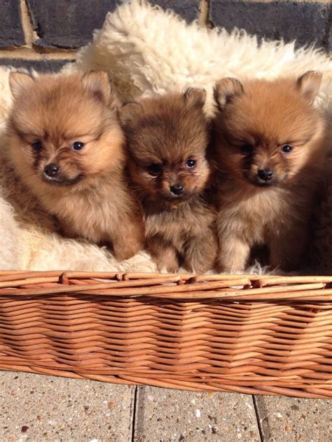 Pomeranian Puppies For Sale Miami Gardens Fl 159957