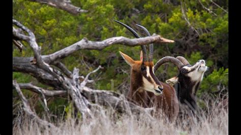 Sable Antelope Youtube