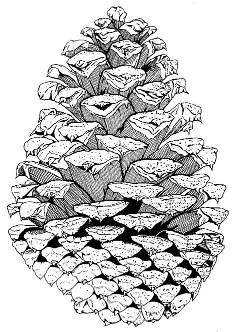 Pinecone Technical Pen Drawing Colin Rutherford Pine Cone Drawing
